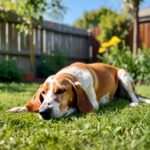 A Hound Dog Lays In The Yard